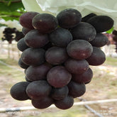 Uva Black King (Esqueje/Planta)